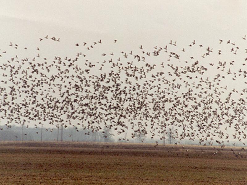 Thousands of migratory waterfowl pass through Legacy Ranch each year.