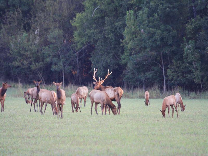The Ranch is home to several Elk herds.