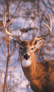 Deer are a common site at Legacy Ranch.